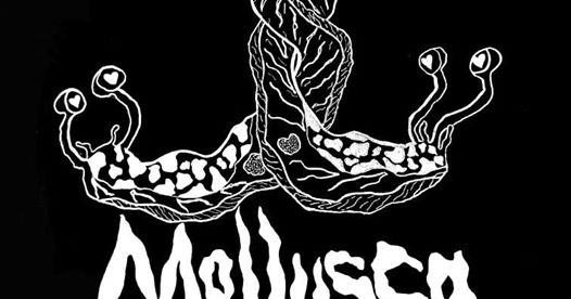 Mollusca at Deerstock 2019!