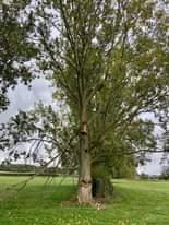 Image may contain: tree, sky, plant, grass, outdoor and nature