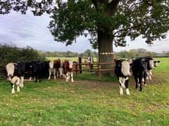 Image may contain: sky, tree, cloud, grass, plant, outdoor and nature