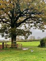 Image may contain: tree, sky, plant, grass, outdoor and nature