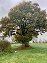 Image may contain: tree, sky, grass, outdoor and nature