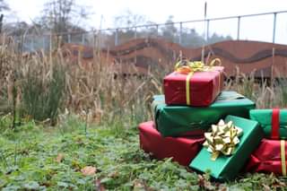 Image may contain: plant, flower, tree, grass, outdoor and nature