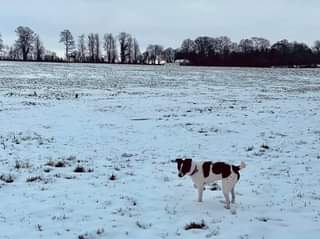Image may contain: sky, tree, dog, outdoor and nature