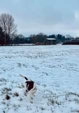 Image may contain: tree, sky, dog, outdoor and nature