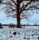 Image may contain: tree, sky, outdoor and nature