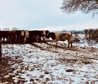 Image may contain: tree, sky, outdoor and nature