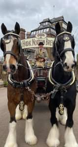 May be an image of horse and outdoors